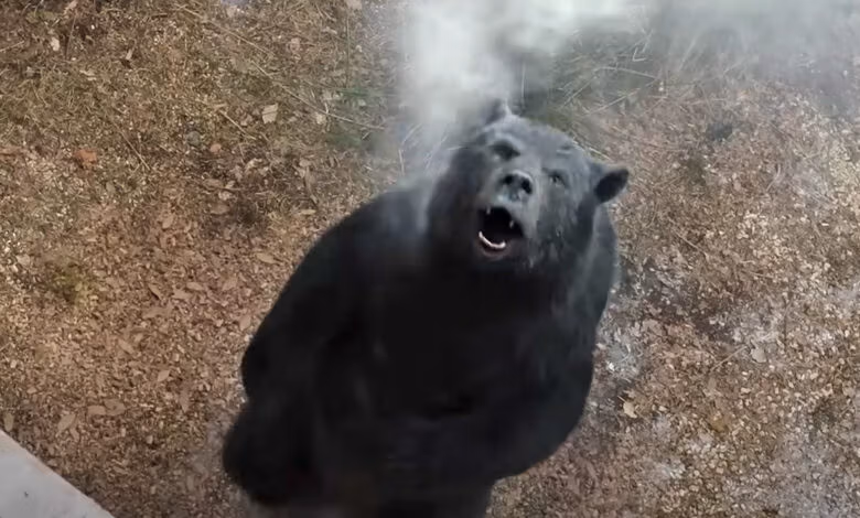 Cocaine Bear